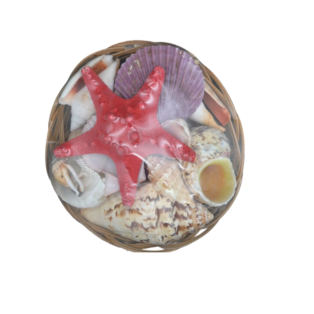 SEASHELL ITEMS NO: L-1